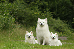 Giant  German Spitz and Standard German Spitz