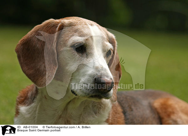 Braque Saint Germain portrait / AB-01004