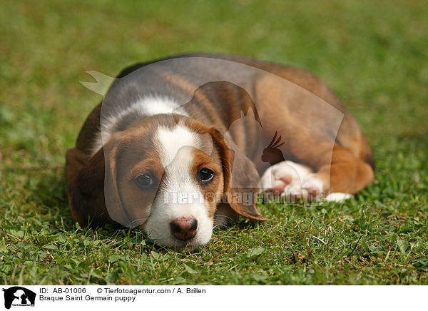 Deutsche Bracke Welpe / Braque Saint Germain puppy / AB-01006