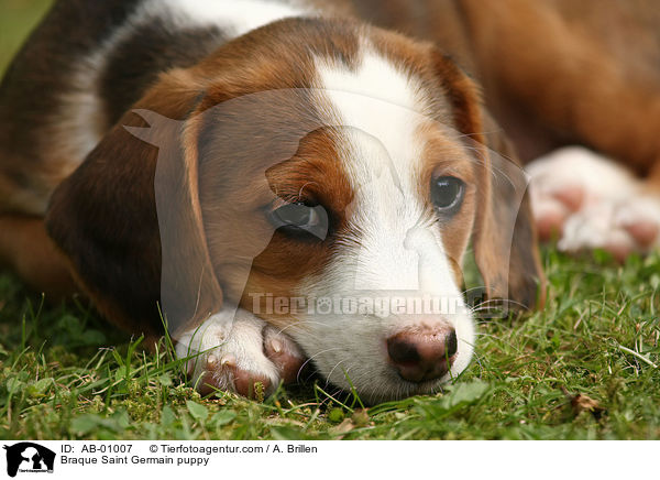 Deutsche Bracke Welpe / Braque Saint Germain puppy / AB-01007