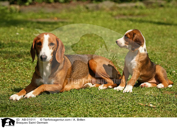 Deutsche Bracken / Braques Saint Germain / AB-01011