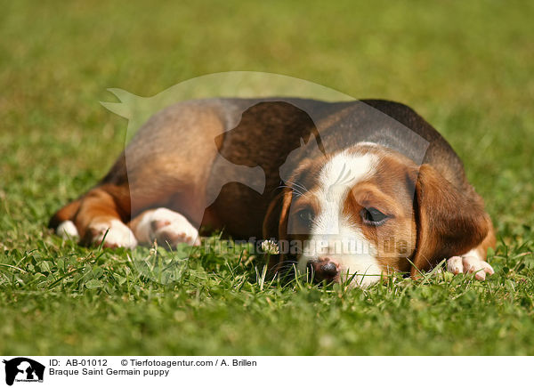 Braque Saint Germain puppy / AB-01012