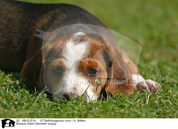 Deutsche Bracke Welpe / Braque Saint Germain puppy / AB-01014