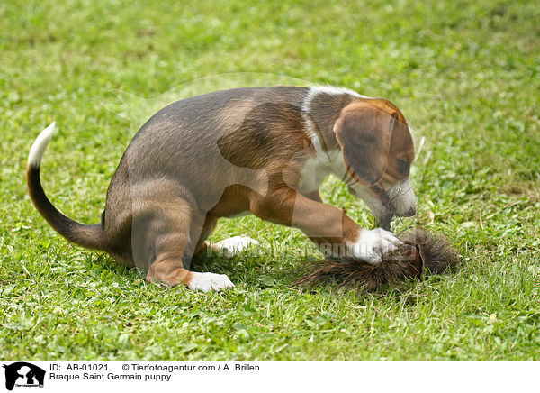 Deutsche Bracke Welpe / Braque Saint Germain puppy / AB-01021
