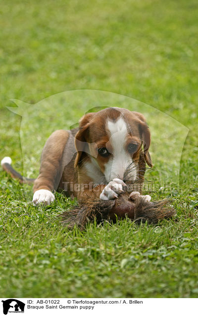 Deutsche Bracke Welpe / Braque Saint Germain puppy / AB-01022