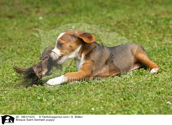 Deutsche Bracke Welpe / Braque Saint Germain puppy / AB-01023