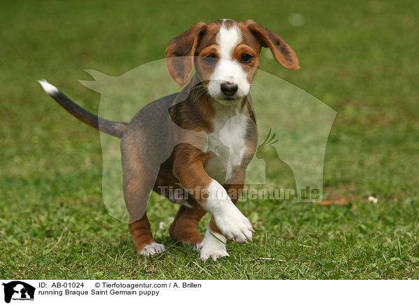 rennender Deutsche Bracke Welpe / running Braque Saint Germain puppy / AB-01024
