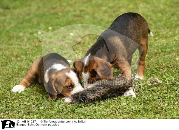 Deutsche Bracke Welpen / Braque Saint Germain puppies / AB-01027