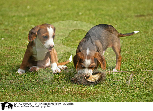 Deutsche Bracke Welpen / Braque Saint Germain puppies / AB-01028
