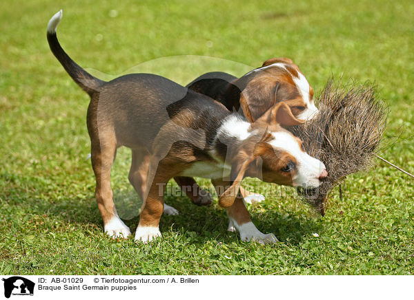 Deutsche Bracke Welpen / Braque Saint Germain puppies / AB-01029