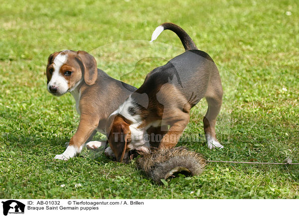 Deutsche Bracke Welpen / Braque Saint Germain puppies / AB-01032