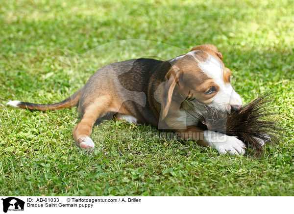 Deutsche Bracke Welpe / Braque Saint Germain puppy / AB-01033