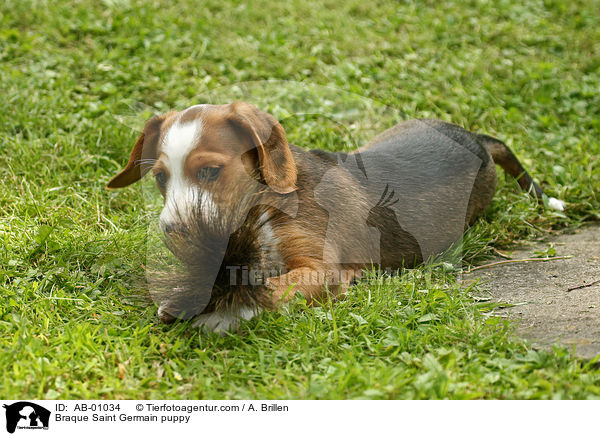 Braque Saint Germain puppy / AB-01034