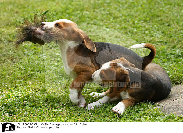 Deutsche Bracke Welpen / Braque Saint Germain puppies / AB-01035