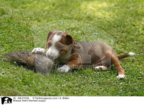 Braque Saint Germain puppy / AB-01036