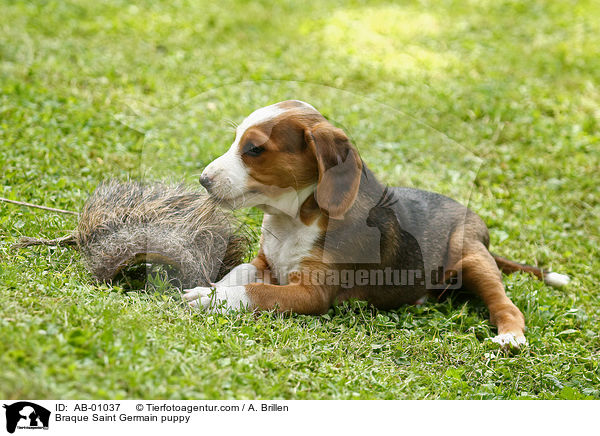 Deutsche Bracke Welpe / Braque Saint Germain puppy / AB-01037