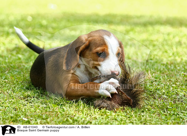 Deutsche Bracke Welpe / Braque Saint Germain puppy / AB-01040