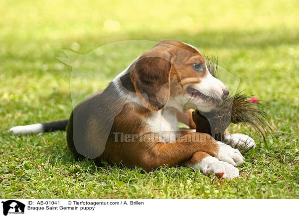 Braque Saint Germain puppy / AB-01041