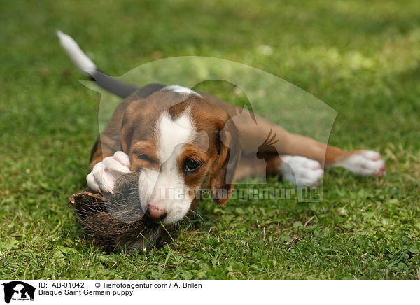 Deutsche Bracke Welpe / Braque Saint Germain puppy / AB-01042