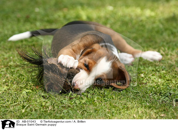 Deutsche Bracke Welpe / Braque Saint Germain puppy / AB-01043