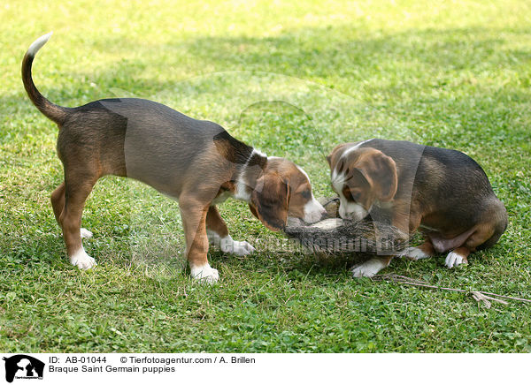 Deutsche Bracke Welpen / Braque Saint Germain puppies / AB-01044