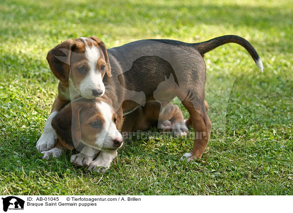 Deutsche Bracke Welpen / Braque Saint Germain puppies / AB-01045