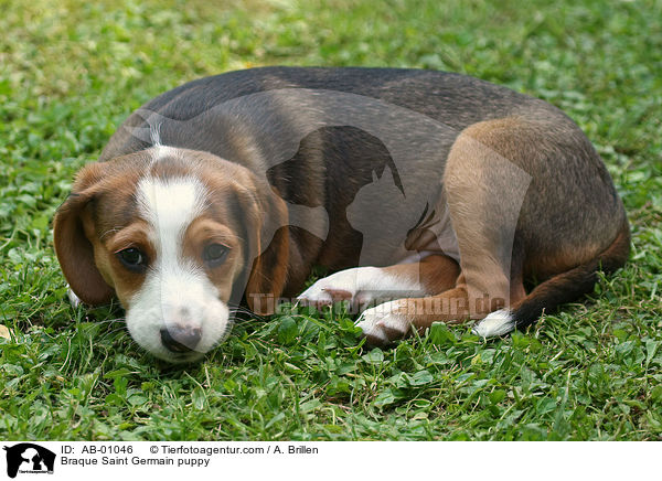 Deutsche Bracke Welpe / Braque Saint Germain puppy / AB-01046