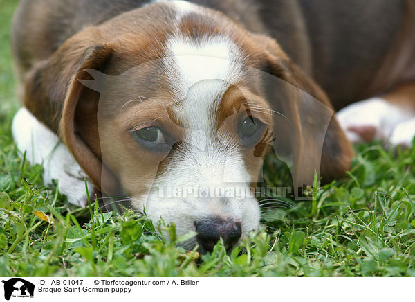 Deutsche Bracke Welpe / Braque Saint Germain puppy / AB-01047