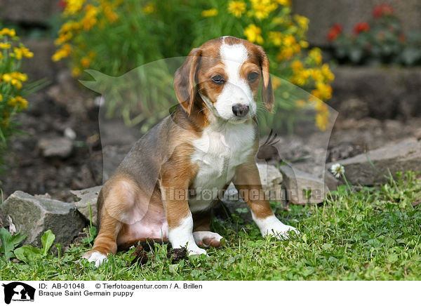 Deutsche Bracke Welpe / Braque Saint Germain puppy / AB-01048