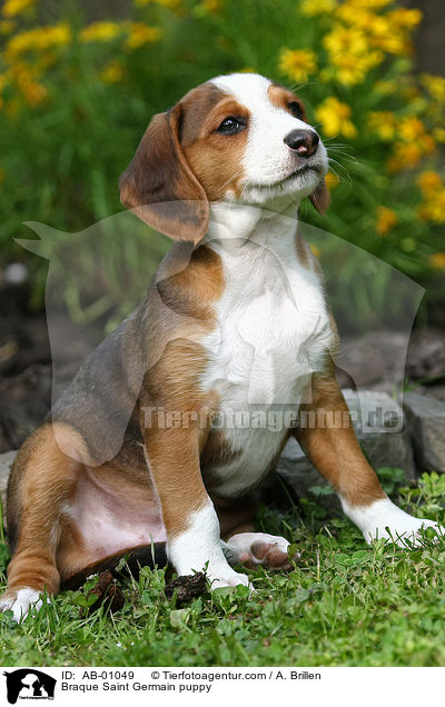 Braque Saint Germain puppy / AB-01049