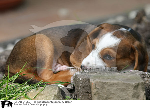 Deutsche Bracke Welpe / Braque Saint Germain puppy / AB-01050