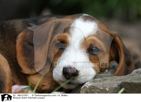 Deutsche Bracke Welpe / Braque Saint Germain puppy / AB-01051