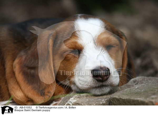 Deutsche Bracke Welpe / Braque Saint Germain puppy / AB-01052