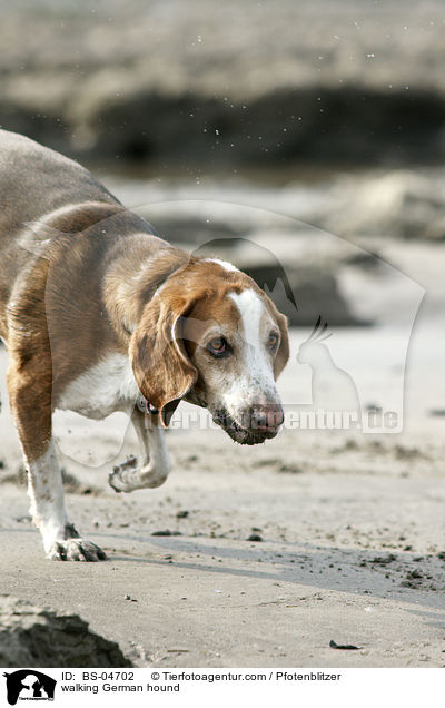 walking German hound / BS-04702