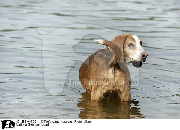 badende Deutsche Bracke / bathing German hound / BS-04705
