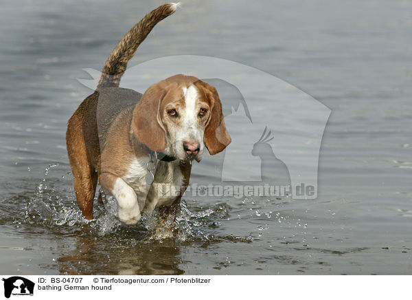 badende Deutsche Bracke / bathing German hound / BS-04707