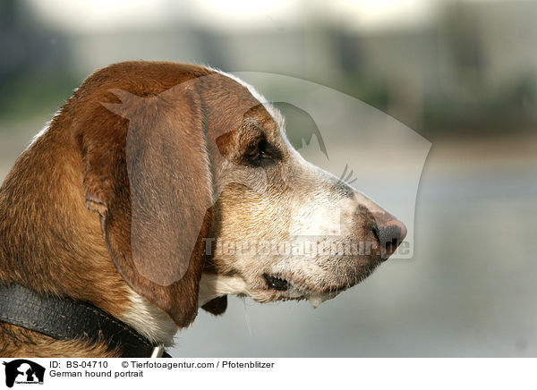 German hound portrait / BS-04710