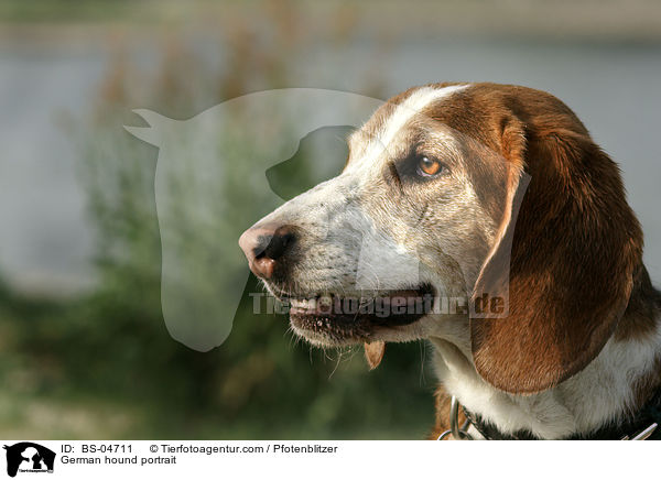 German hound portrait / BS-04711