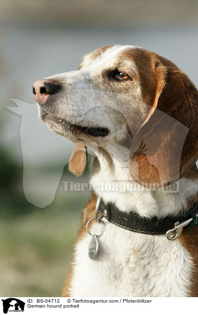 Deutsche Bracke Portrait / German hound portrait / BS-04712
