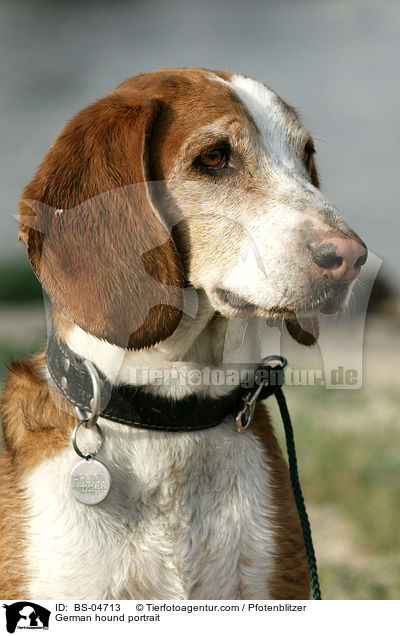 German hound portrait / BS-04713