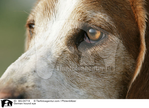 German hound eye / BS-04714