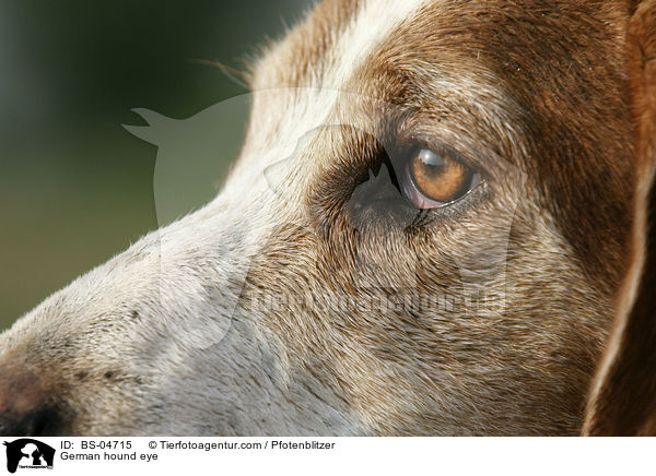 Deutsche Bracke Auge / German hound eye / BS-04715