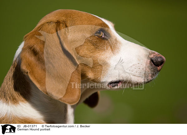 German Hound portrait / JB-01371