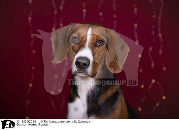 German Hound Portrait / NC-02018