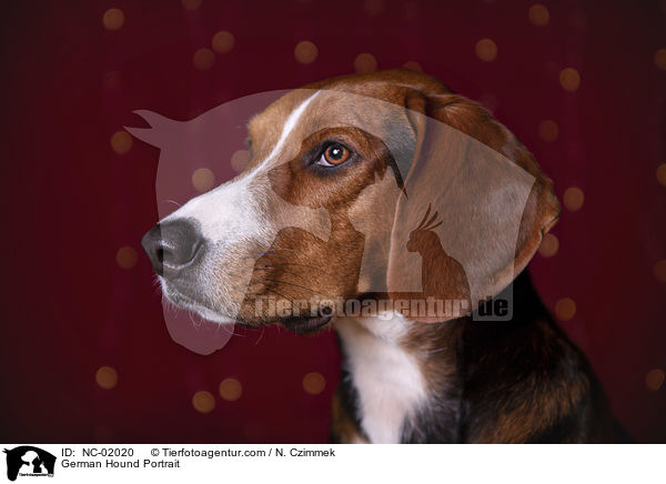 German Hound Portrait / NC-02020