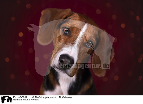 Deutsche Bracke Portrait / German Hound Portrait / NC-02021