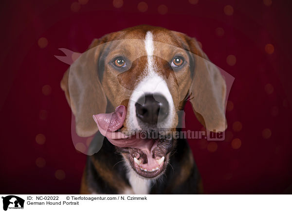 German Hound Portrait / NC-02022