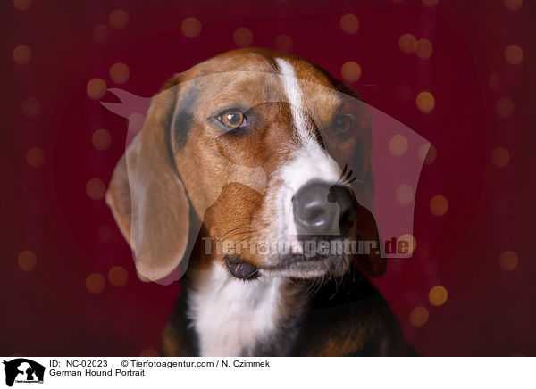 Deutsche Bracke Portrait / German Hound Portrait / NC-02023