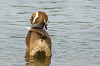 bathing German hound