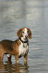 bathing German hound